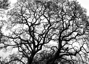 Soulful Silhouettes: A Trees Quiet Contemplation in Monochrome