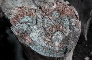 Rustic Log