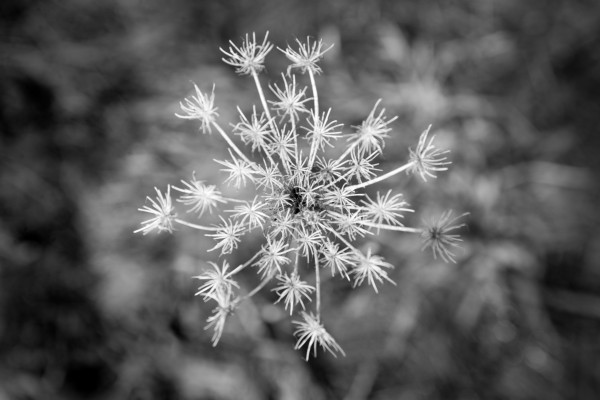 Winter Dandelion Print
