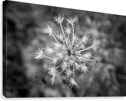 Winter Dandelion Canvas Print