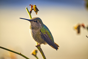 Contemplation at Sunset