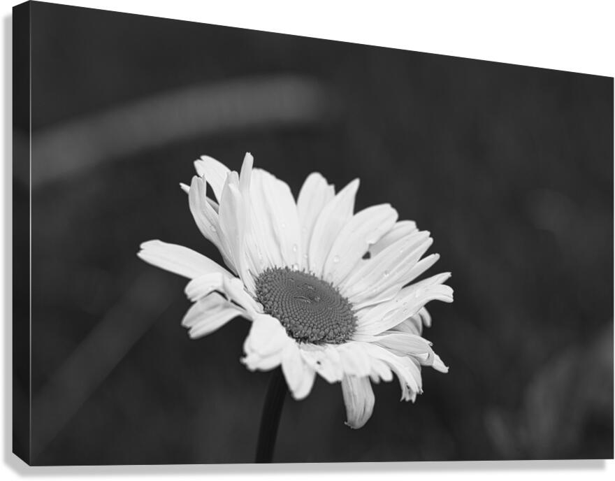 A Spring Tune Canvas Print