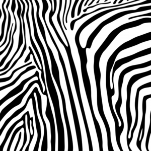 vector zebra stripes seamless pattern