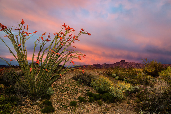 Blooming Desert Sunset: Castle Dome at Kofa National Wildlife Refuge Yuma AZ by Shallowshark