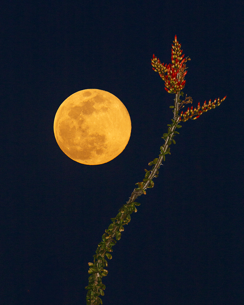 Supermoon and Ocotillo Blooms: Kofa National Wildlife Refuge by Shallowshark