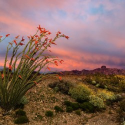 Blooming Desert Sunset: Castle Dome at Kofa National Wildlife Refuge Yuma AZ