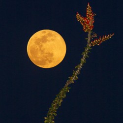 Supermoon and Ocotillo Blooms: Kofa National Wildlife Refuge