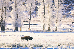 Bison frosted Landscape FINE ART