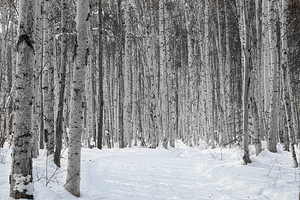 Path Through the Birches