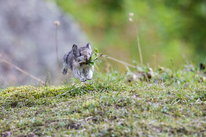 Flying Alaskan Pika