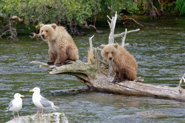 2 Grizly Babes on a Log by ISABELLA SMEDLEY