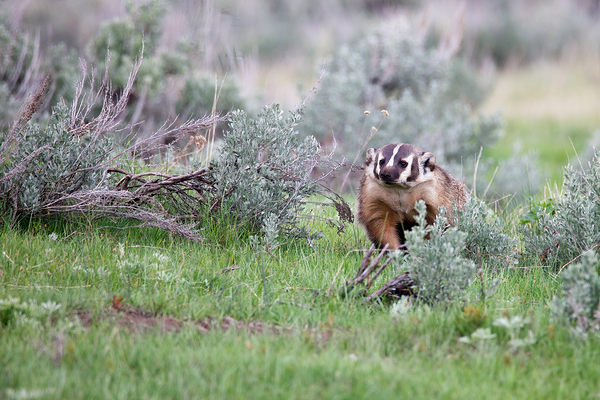 Mama Badger  by ISABELLA SMEDLEY