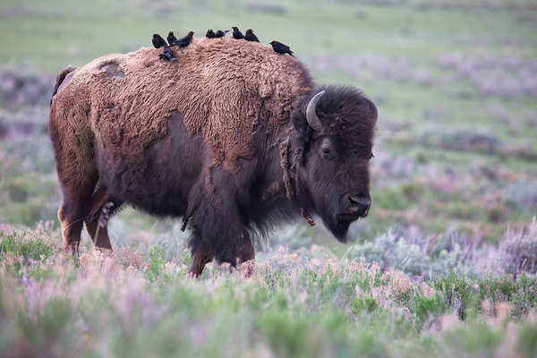 Bison Bus by ISABELLA SMEDLEY