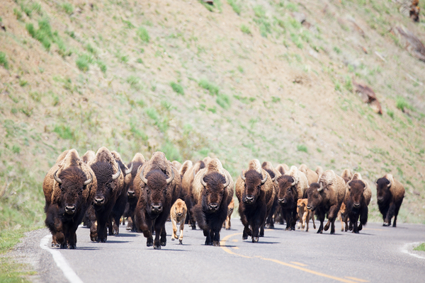 Bison Red Dog Jam by ISABELLA SMEDLEY