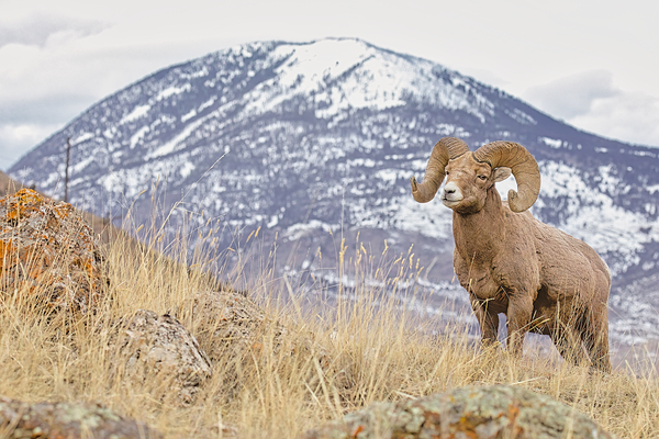 Mountain View Ram  Print