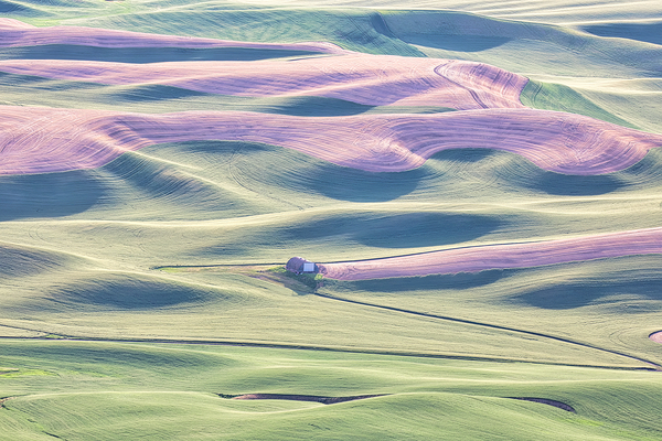 PALOUSE PURPLE ROAD  by ISABELLA SMEDLEY