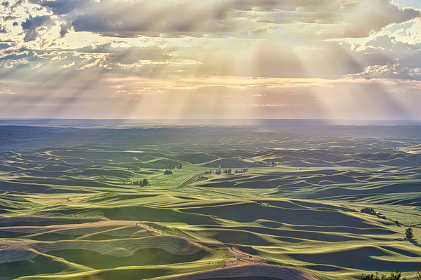 PALOUSE SUNRISE  by ISABELLA SMEDLEY