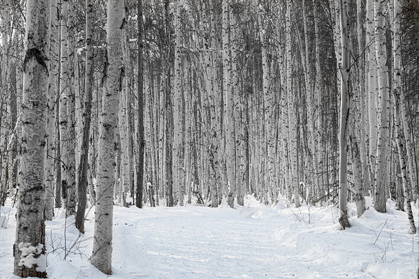 Path Through the Birches Print