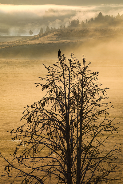 RAVENS DOMAIN  by ISABELLA SMEDLEY
