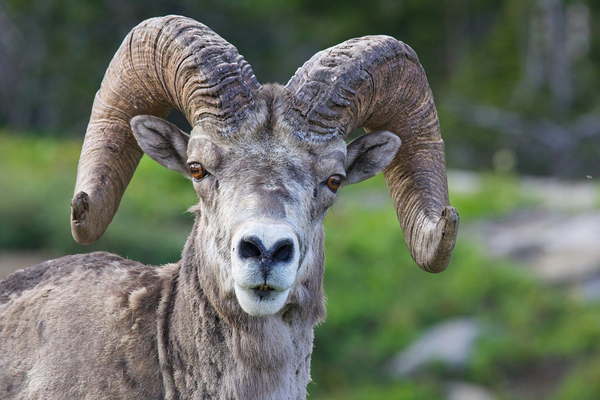 Ram Portrait  Print