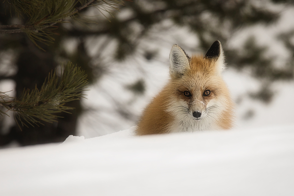 SOLO FOX by ISABELLA SMEDLEY