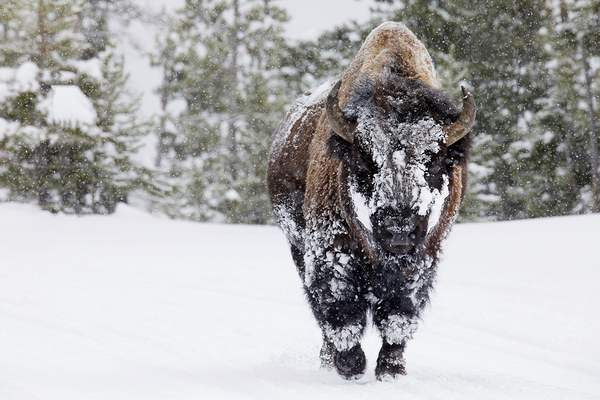 Snow Bison Print