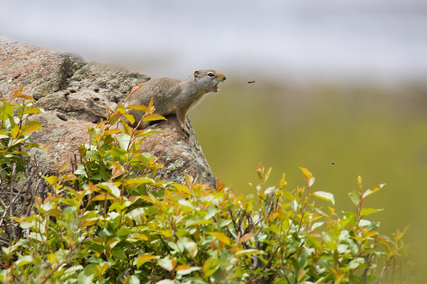 Squirrel Vs Bug Print