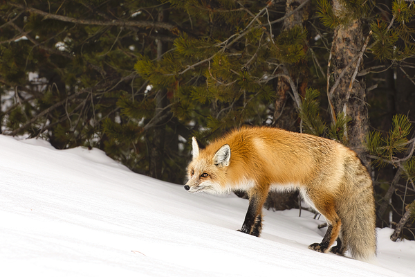 WINTER FOX Print