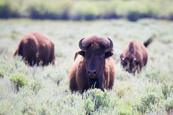 bison behive Print