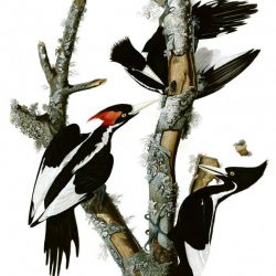 John James Audubon 