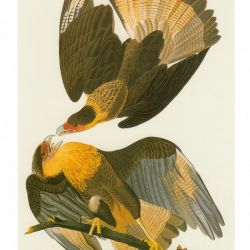 John James Audubon 