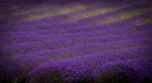 Lavender Tree