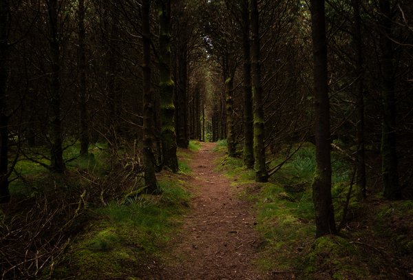 Inviting Forest Print
