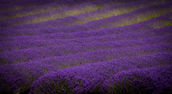 Lavender Tree Print