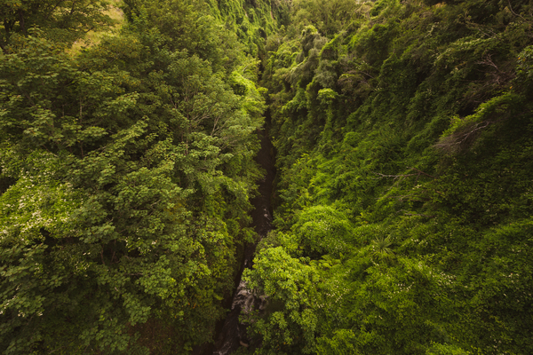 Treetops Print