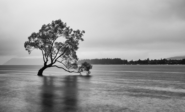 Wanaka Stranded Tree Print