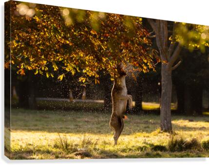 Deer Shower Canvas Print
