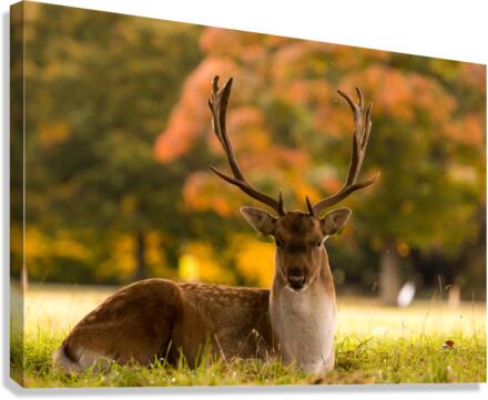 Hello Deer Canvas Print