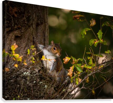 Hello Squirrel Canvas Print