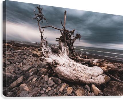 Driftwood Canvas Print