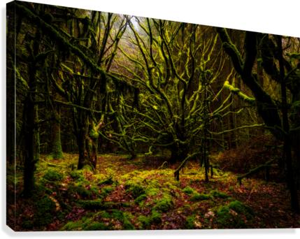 Dark Forest Canvas Print