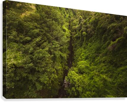 Treetops Canvas Print