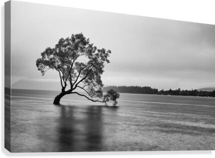 Wanaka Stranded Tree Canvas Print