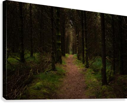 Inviting Forest Canvas Print