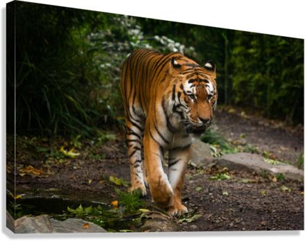 Asian Tiger Canvas Print