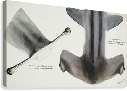 Hammerhead Shark Canvas Print