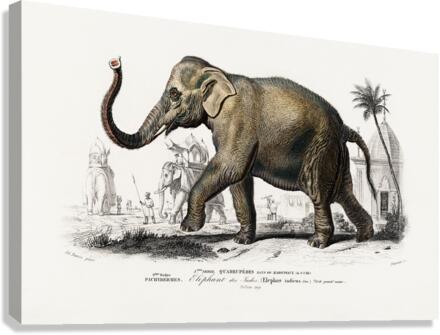 Elephas maximus Canvas Print
