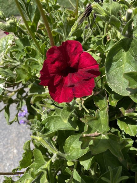 Red flower by Alden