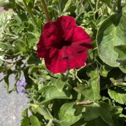 Red flower