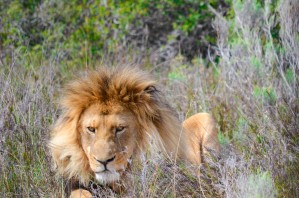 King of the Jungle